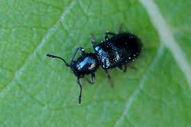 Attēlu rezultāti vaicājumam “Korynetes caeruleus”