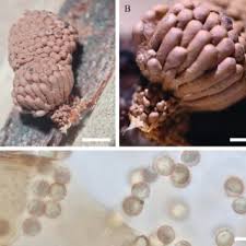 Attēlu rezultāti vaicājumam “Arcyria globosa”