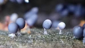 Attēlu rezultāti vaicājumam “Arcyria cinerea macro”