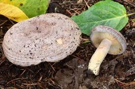 Attēlu rezultāti vaicājumam “Lactarius”