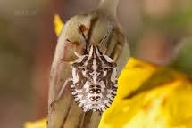Attēlu rezultāti vaicājumam “Carpocoris sp. nymph”