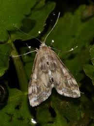 Attēlu rezultāti vaicājumam “Cataclysta lemnata”