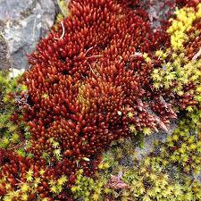 Attēlu rezultāti vaicājumam “Bryum moravicum”