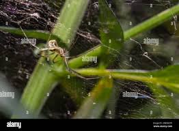 Attēlu rezultāti vaicājumam “Aranei”