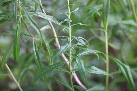 Attēlu rezultāti vaicājumam “Aulacidea hieracii”