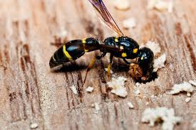 Attēlu rezultāti vaicājumam “Symmorphus sp.”