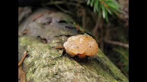 Attēlu rezultāti vaicājumam “Tremella encephala”