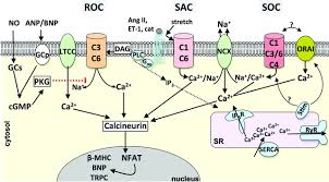 Image result for HTRPC