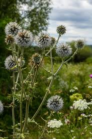Attēlu rezultāti vaicājumam “Echinops sphaerocephalus flower”