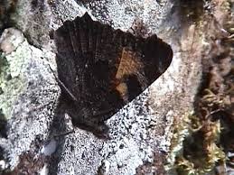 Attēlu rezultāti vaicājumam “Aglais urticae underside”