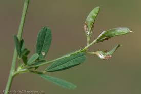 Attēlu rezultāti vaicājumam “Medicago sativa subsp. falcata”