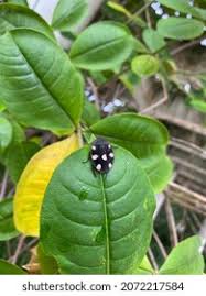 Attēlu rezultāti vaicājumam “Eurydema dominulus imago”