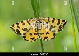 Attēlu rezultāti vaicājumam “Pseudopanthera macularia”