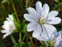 Attēlu rezultāti vaicājumam “Geranium pyrenaicum flower”