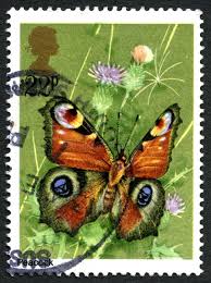 Attēlu rezultāti vaicājumam “Inachis io upperside”