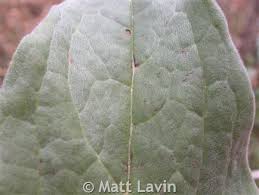 Attēlu rezultāti vaicājumam “Cynoglossum officinale leaf”