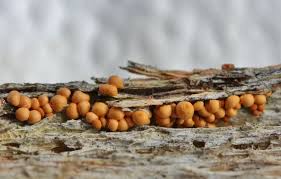 Attēlu rezultāti vaicājumam “Hemitrichia lutescens”