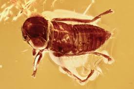 Attēlu rezultāti vaicājumam “Cicadellidae”