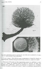 Attēlu rezultāti vaicājumam “Lamproderma arcyrioides stalked”