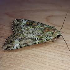 Attēlu rezultāti vaicājumam “Anaplectoides prasina”