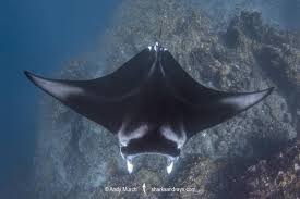 Image result for Mobula alfredi