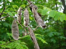 Attēlu rezultāti vaicājumam “Robinia pseudoacacia fruit”