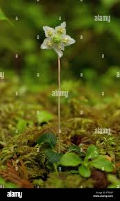 Attēlu rezultāti vaicājumam “Moneses uniflora flower”