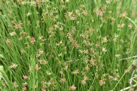 Attēlu rezultāti vaicājumam “Juncus effusus fruit”