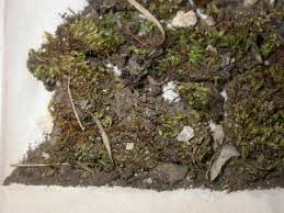 Attēlu rezultāti vaicājumam “Bryum funkii”