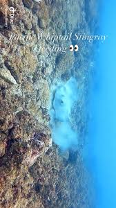 Image result for Styracura pacifica