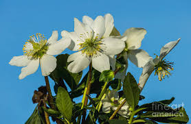 Attēlu rezultāti vaicājumam “Helleborus niger flower”