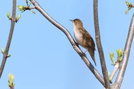 Image result for Locustella luscinioides