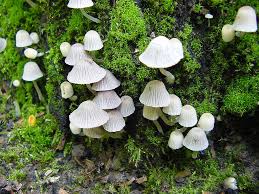 Attēlu rezultāti vaicājumam “Psathyrella pygmaea”