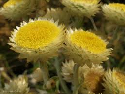 Image result for Helichrysum foetidum