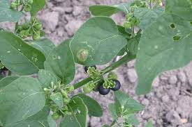 Attēlu rezultāti vaicājumam “Solanum nigrum”