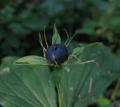 Attēlu rezultāti vaicājumam “Paris quadrifolia fruit”