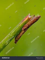 Attēlu rezultāti vaicājumam “Oncocera semirubella”