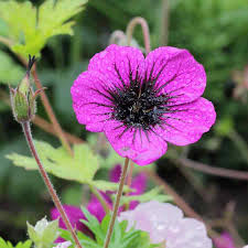 Image result for Geranium `Sandrine`
