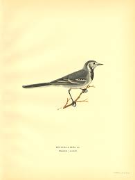 Attēlu rezultāti vaicājumam “Motacilla alba adult”