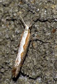 Attēlu rezultāti vaicājumam “Semioscopis avellanella imago”