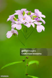 Attēlu rezultāti vaicājumam “Cardamine bulbifera”