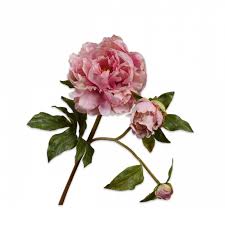 Image result for Pfingstrose