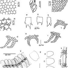 Attēlu rezultāti vaicājumam “Chiloscyphus polyanthos sporophyte”