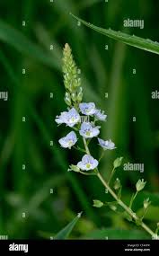 Attēlu rezultāti vaicājumam “Veronica anagallis-aquatica”