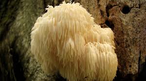 Image result for Leucoraja erinaceus