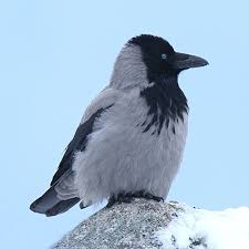 Attēlu rezultāti vaicājumam “Corvus cornix”