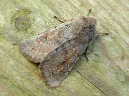 Attēlu rezultāti vaicājumam “Orthosia populeti”