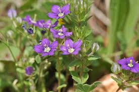 Image result for Legousia speculum-veneris