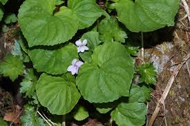 Attēlu rezultāti vaicājumam “Viola epipsila leaf”