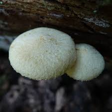 Attēlu rezultāti vaicājumam “Postia guttulata”